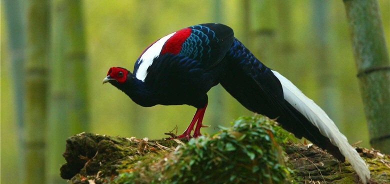 Lucia and her husband had a hard time searching for the rare Swinhoe's Pheasant (Lophura swinhoii) in the picture