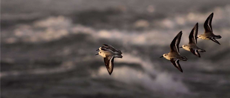 The marvelous scene of birds flying in the sky is extremely precious to Lucia Liu Severinghaus