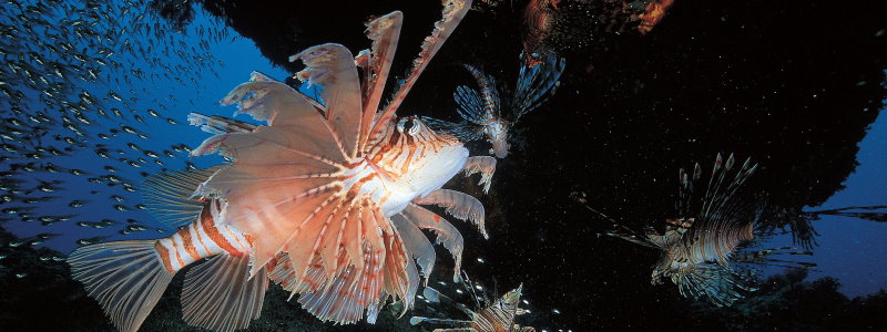 Pterois volitans