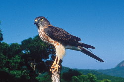 Chinese goshawk