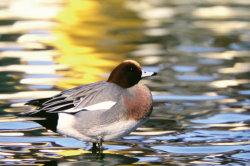 Eurasian Wigeon