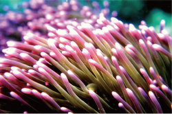 Sea anemone