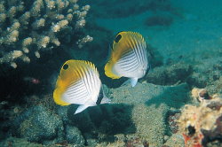 Threadfin butterfly fish