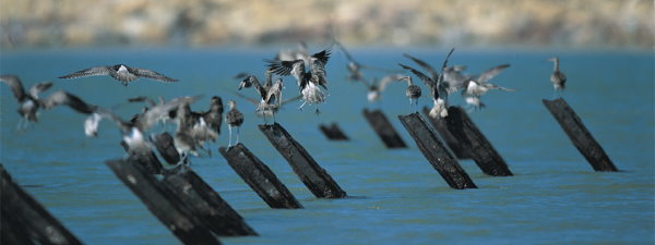 Whimbrel