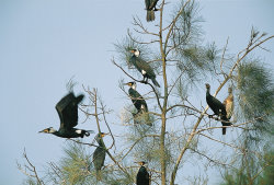 Great Cormorant