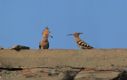 Hoopoe