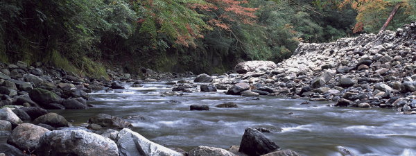 Formosan Landlocked Salmon