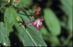 Impatiens devolii Huang ( garden balsam )