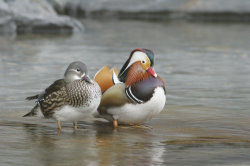 Mandarin Duck