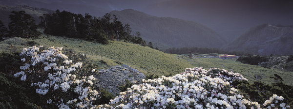 Taiwan Lily