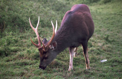 Sambar Deer