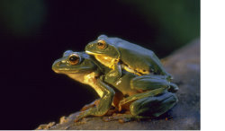 Moltrechtis Green Tree Frog