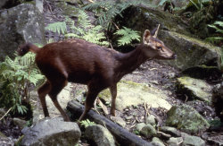 Sambar Deer