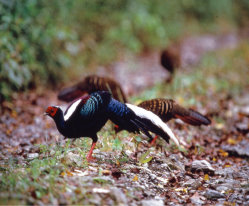 Swinhoe's Pheasant