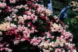 Yushan rhododendron