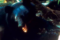 Formosan Black Bear