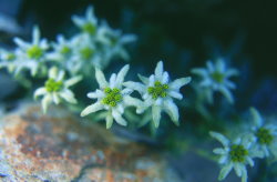 Leontopodium microphyllum Hayata