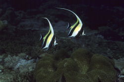 Moorish Idol