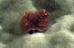 Christmas Tree Worm