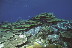 Coral reef