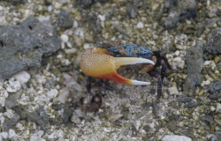 Fat legged, green eyed Fiddler crab