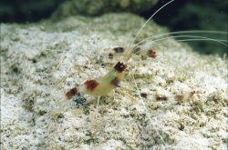 Sakua shrimp