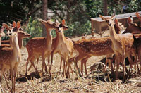 Formosan sika deer