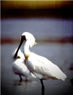 Spoonbills